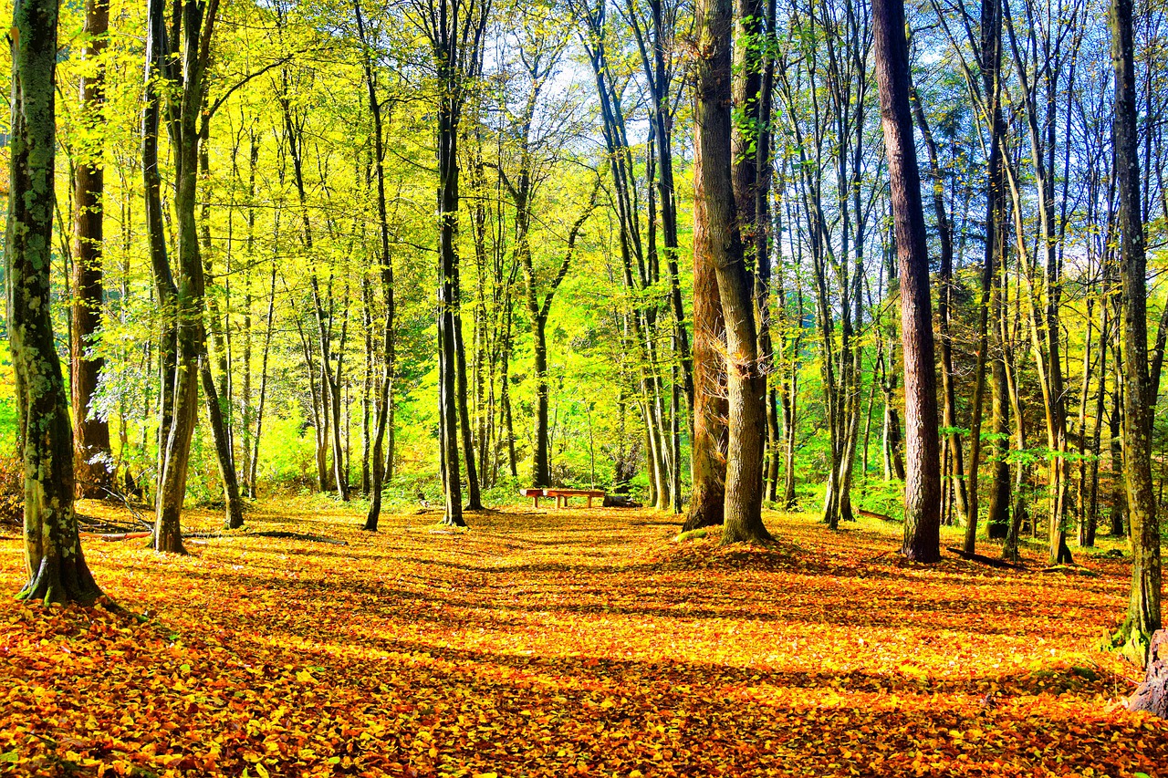 Goldener Herbst