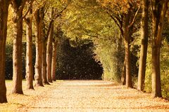 Goldener Herbst