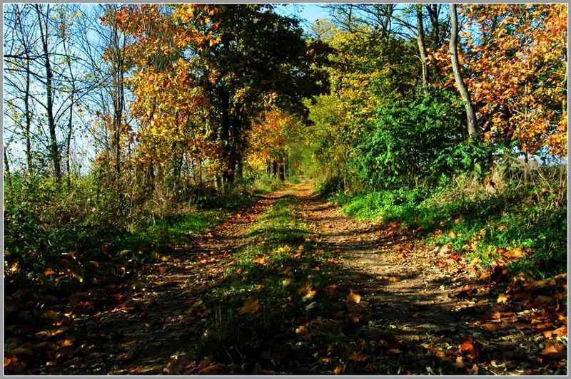 "goldener Herbst"