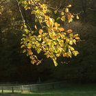 goldener Herbst