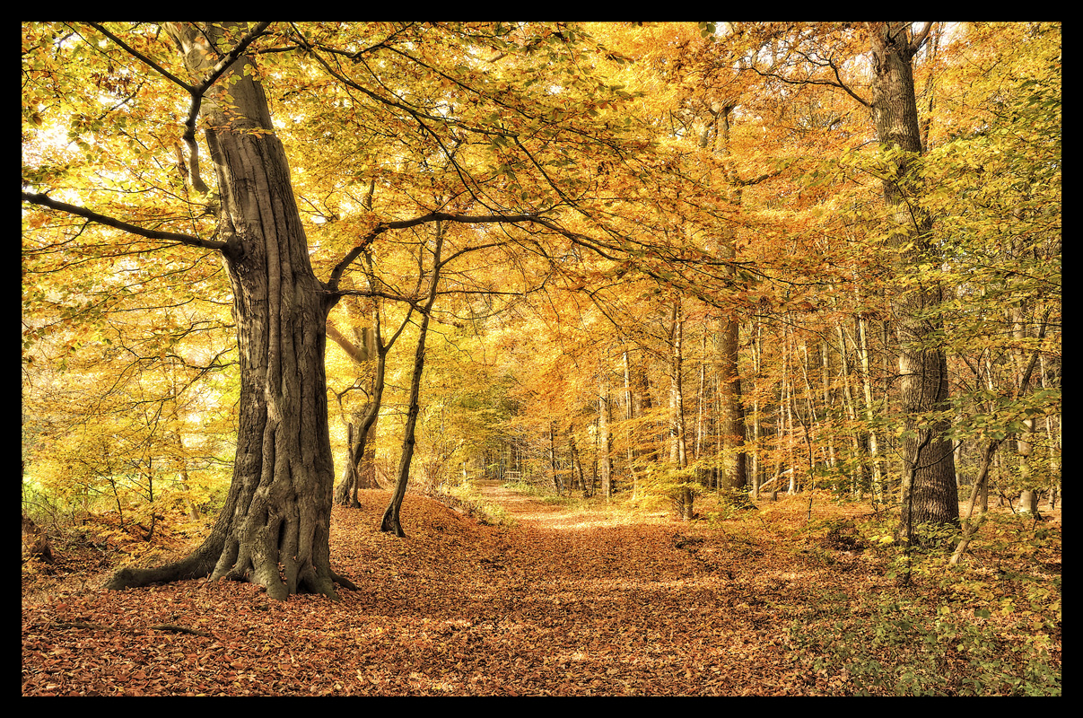 Goldener Herbst