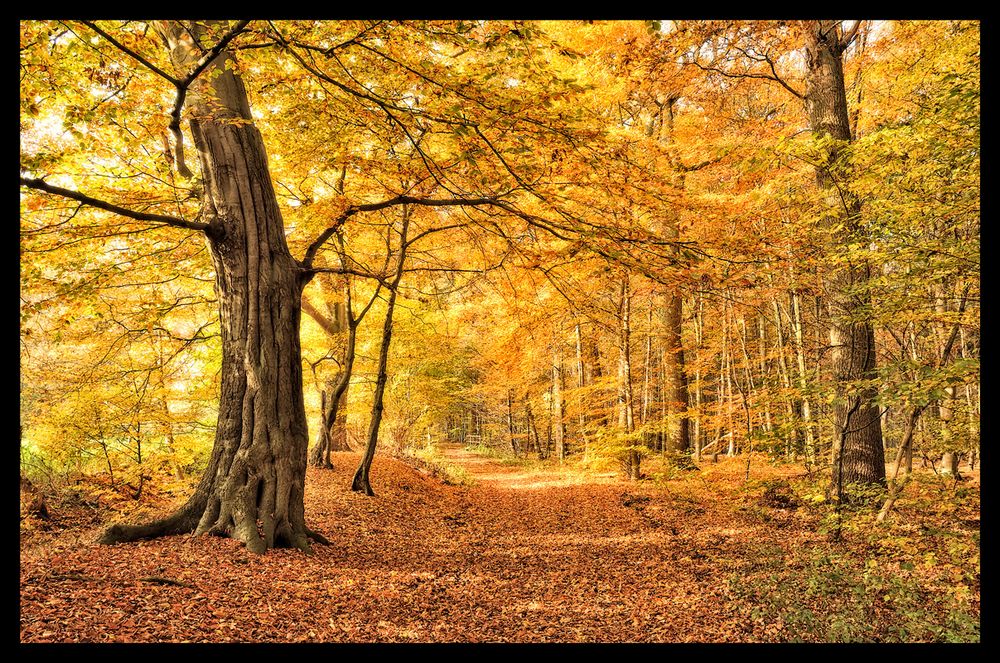 Goldener Herbst