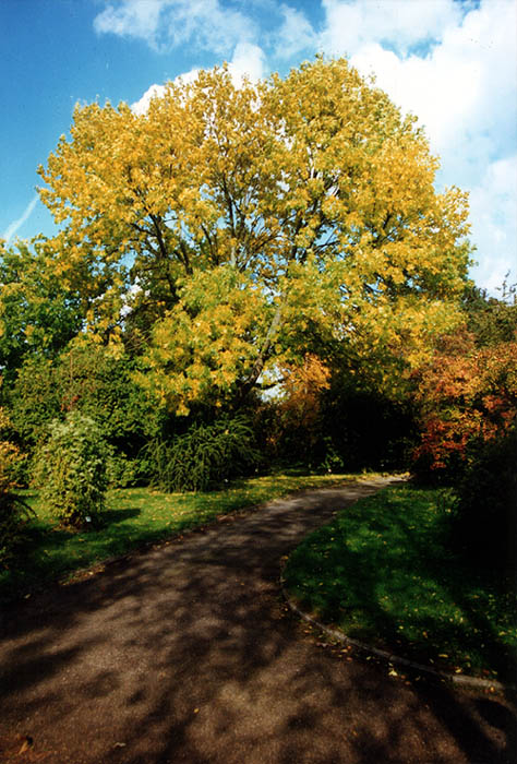 Goldener Herbst