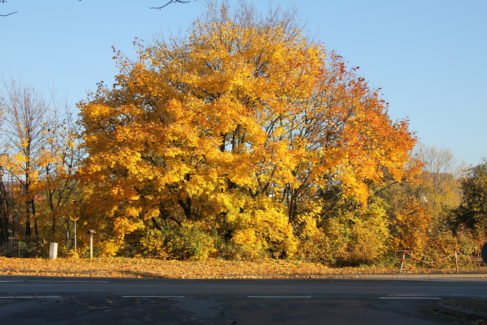 Goldener Herbst