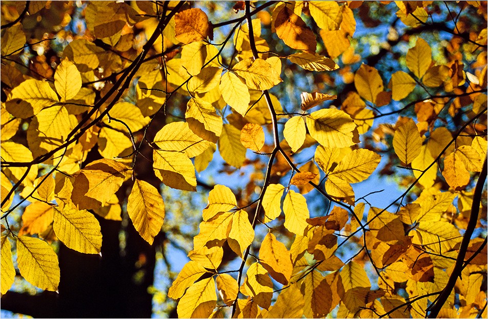 Goldener Herbst