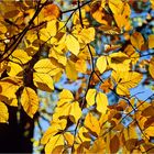 Goldener Herbst