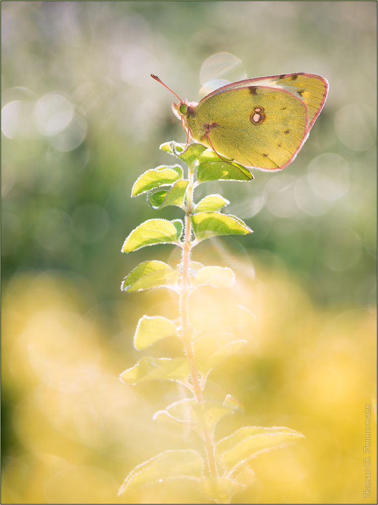 Goldener Herbst ...