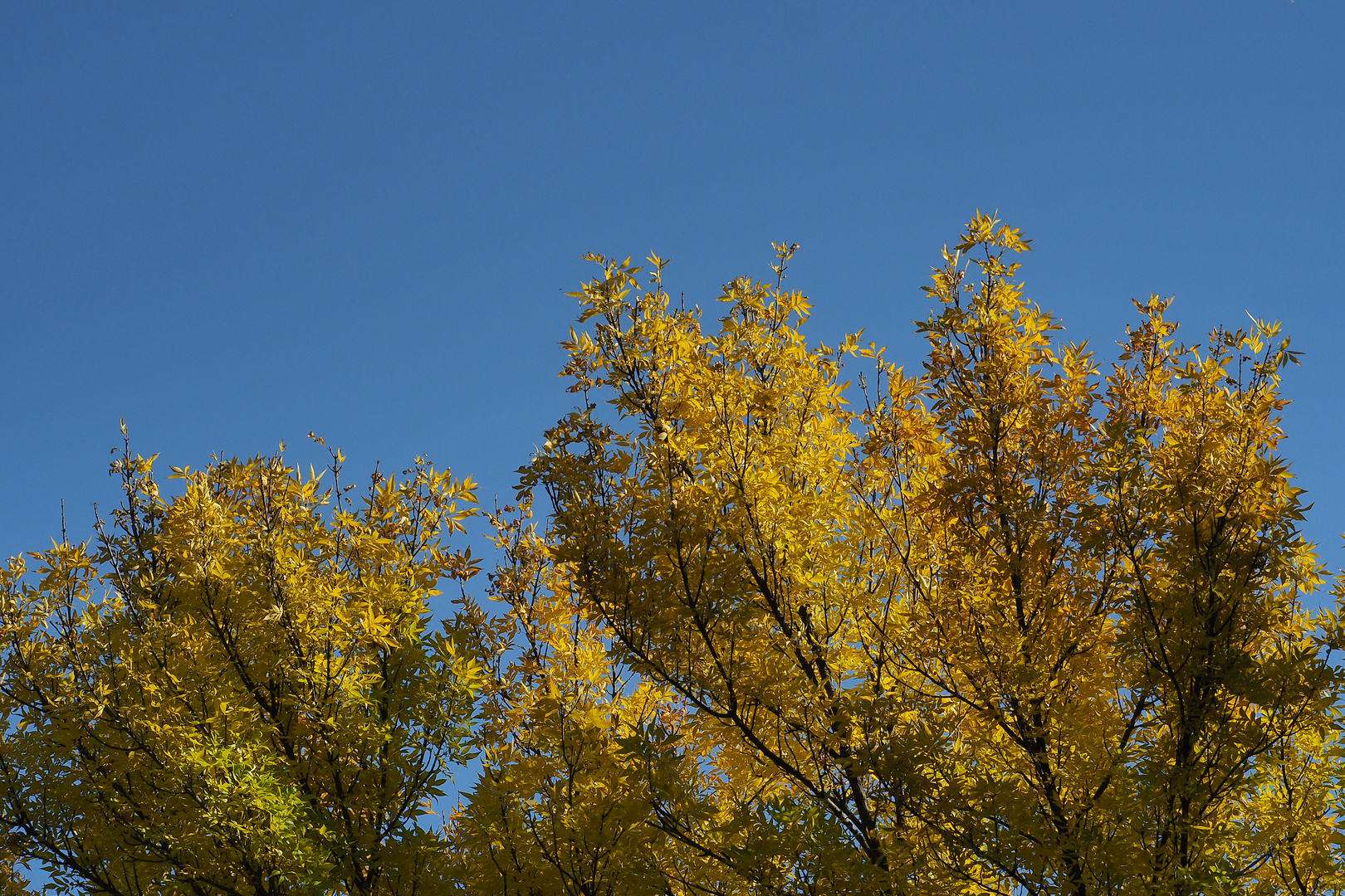 Goldener Herbst