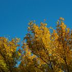 Goldener Herbst