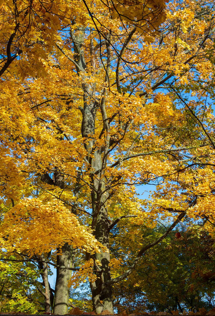 Goldener Herbst