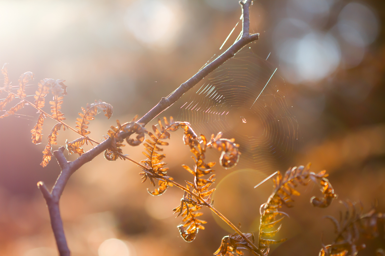 Goldener Herbst