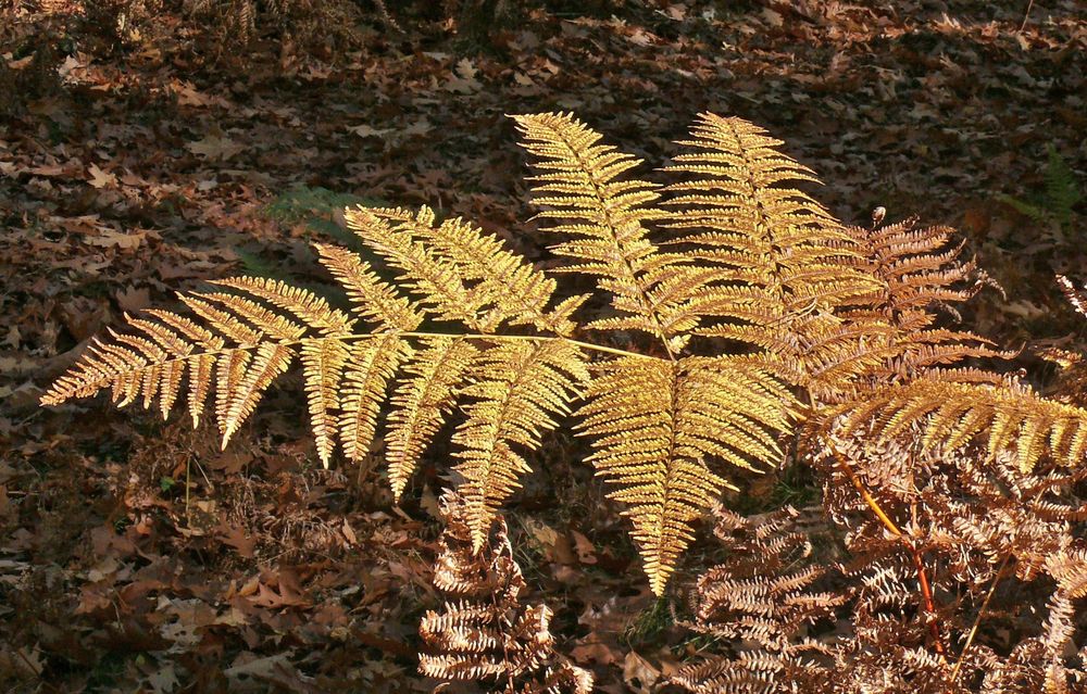 Goldener Herbst