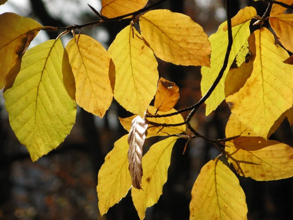 Goldener Herbst