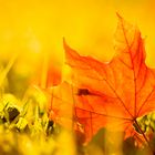 Goldener Herbst