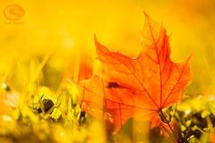 Goldener Herbst