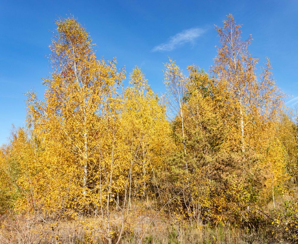 Goldener Herbst