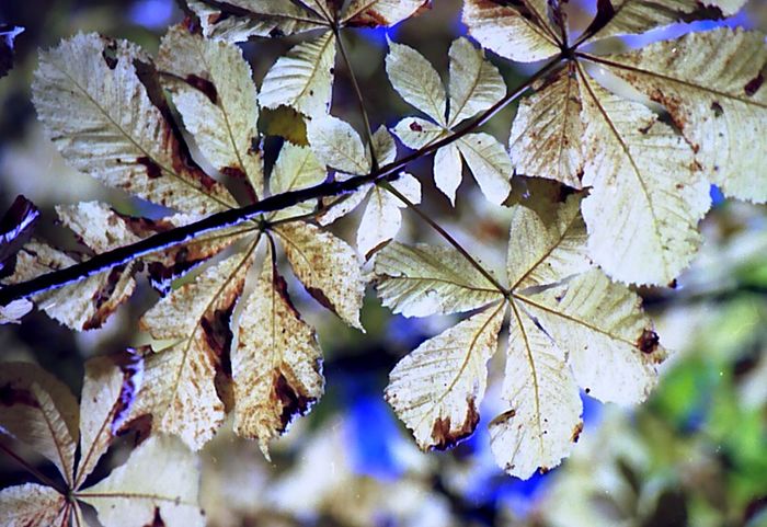 Goldener Herbst