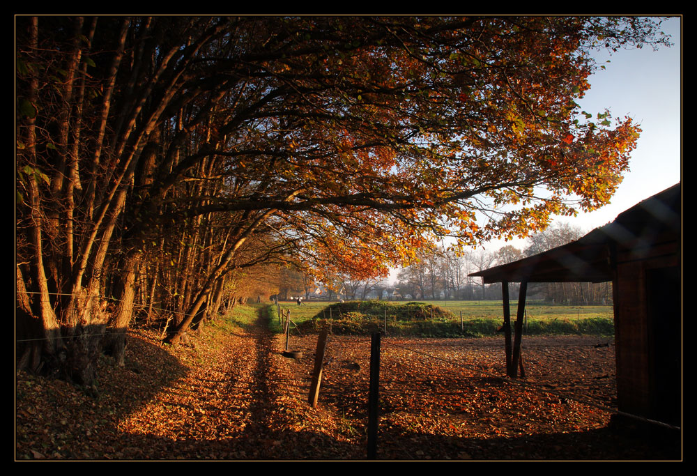 Goldener Herbst...