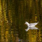 Goldener Herbst