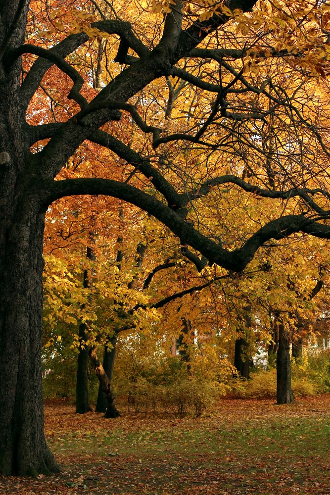 Goldener Herbst