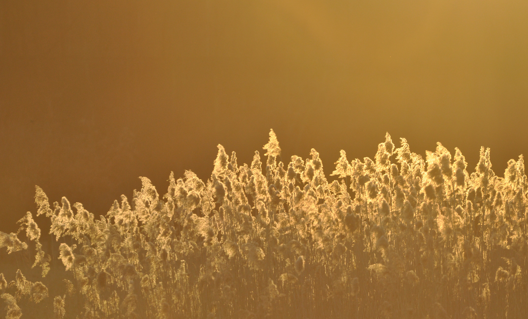 Goldener Herbst