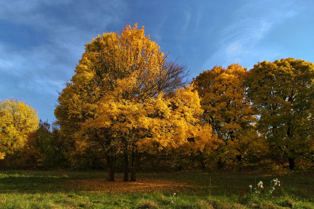 Goldener Herbst - Ein Baum in gelb