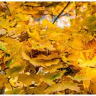 "Goldener Herbst"