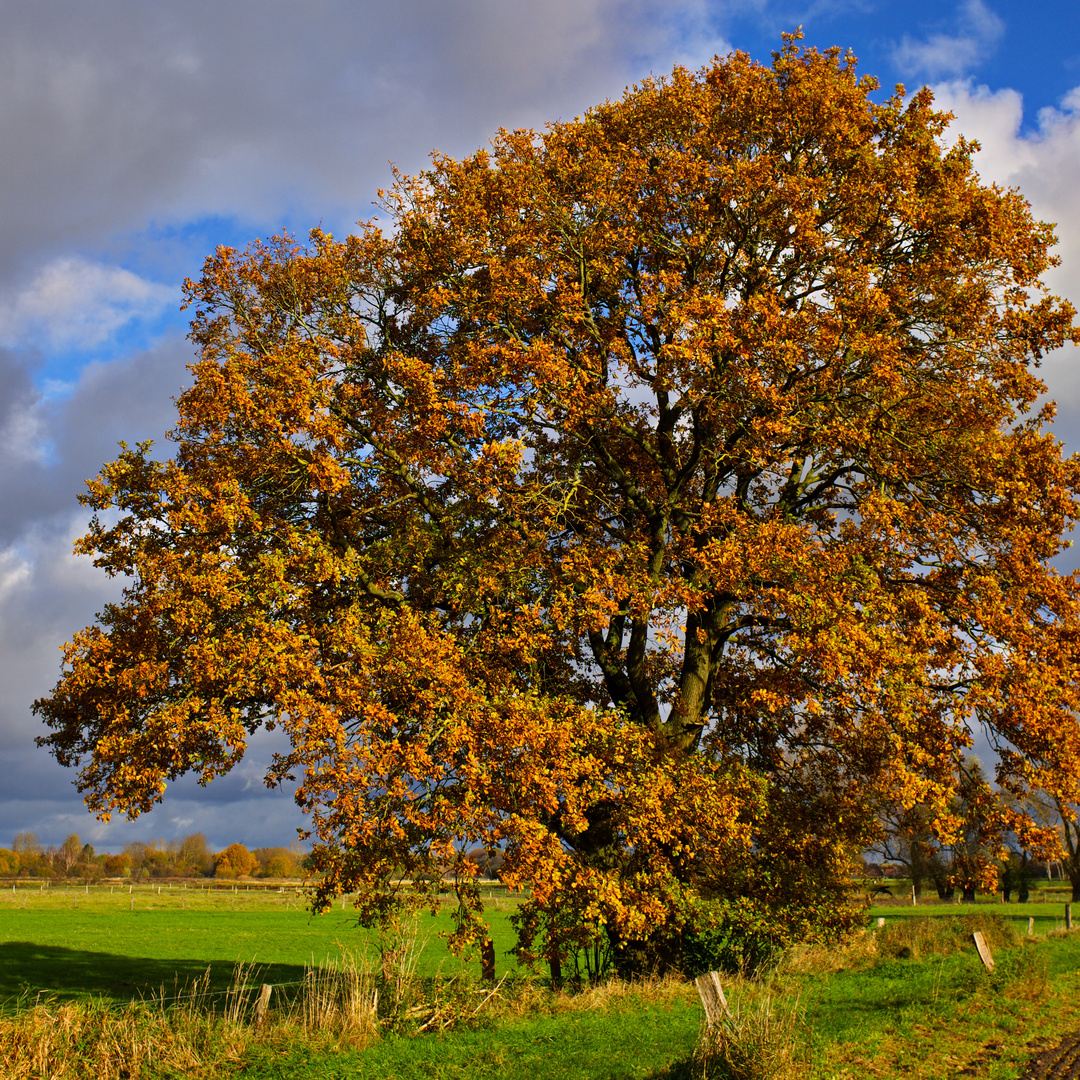 Goldener Herbst