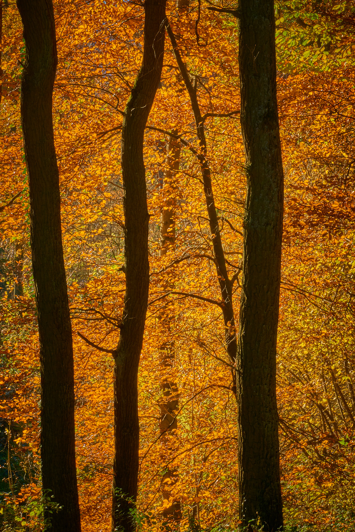 goldener Herbst 