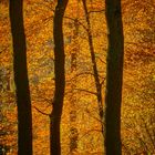 goldener Herbst 