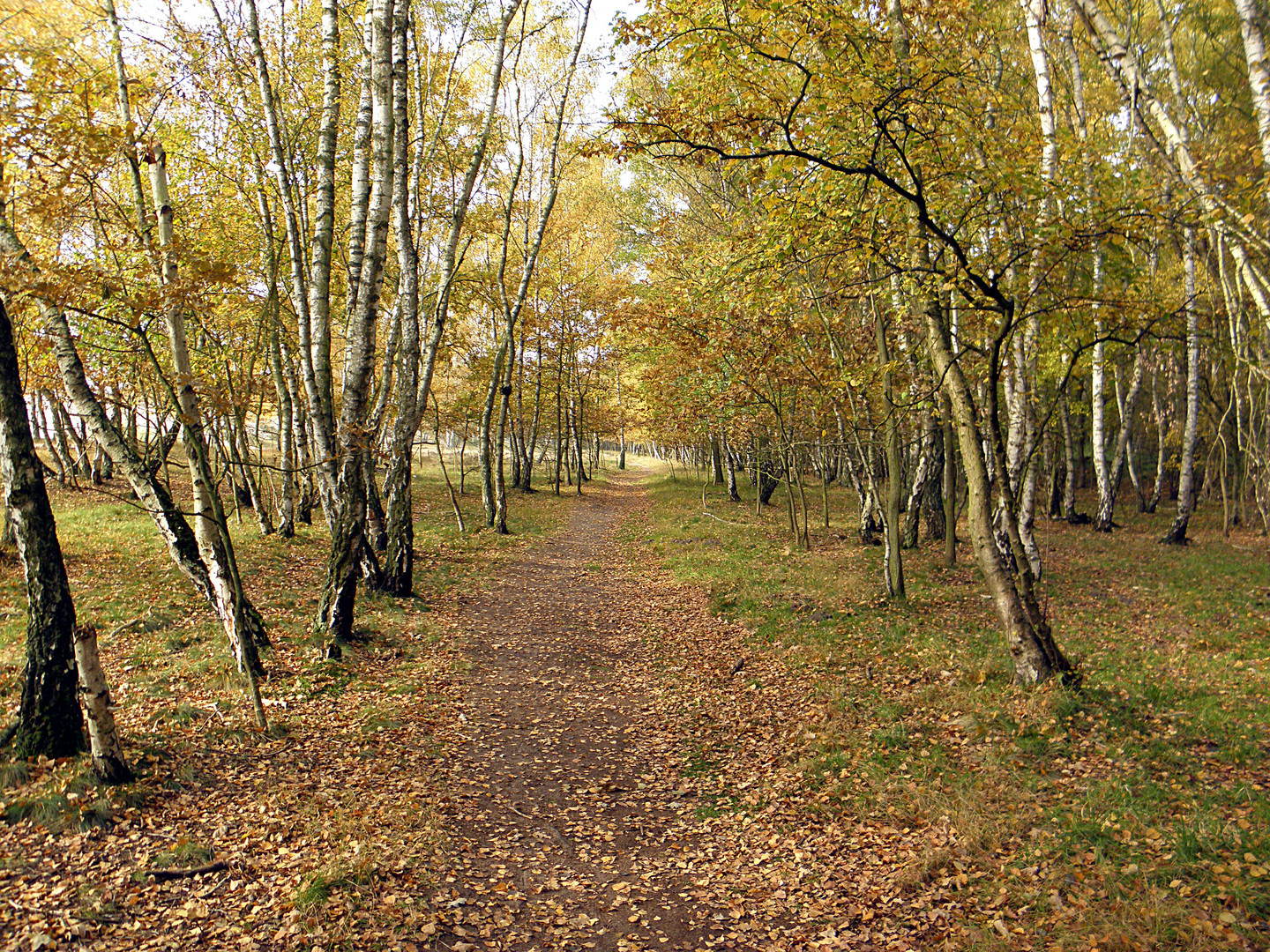 Goldener Herbst