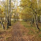 Goldener Herbst