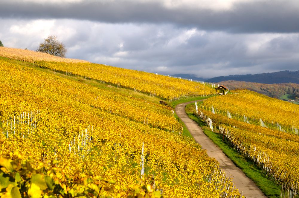 Goldener Herbst