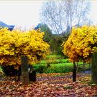 goldener Herbst