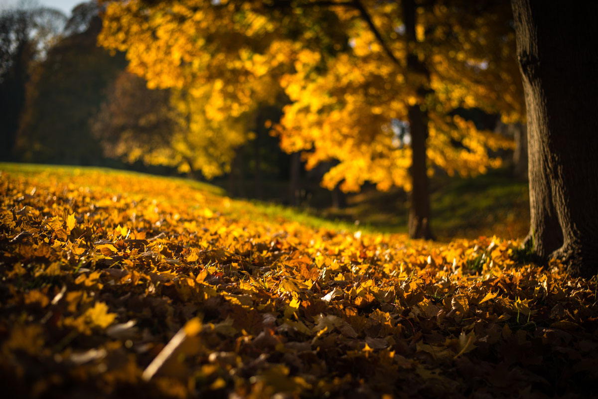 goldener Herbst