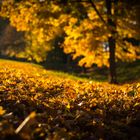 goldener Herbst