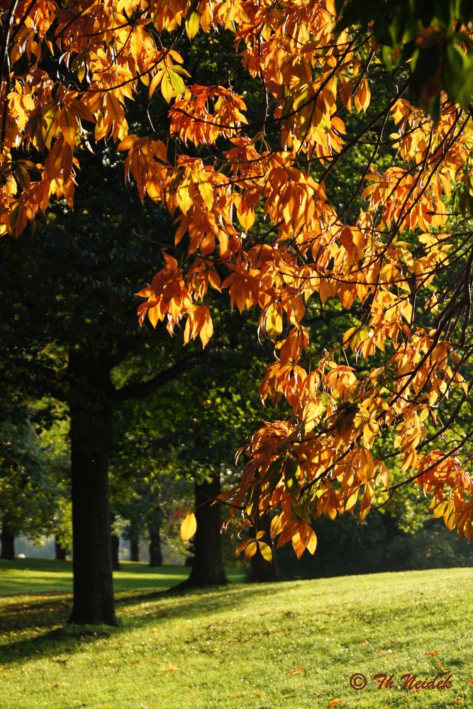 Goldener Herbst