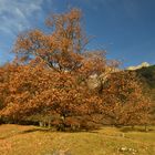 Goldener Herbst