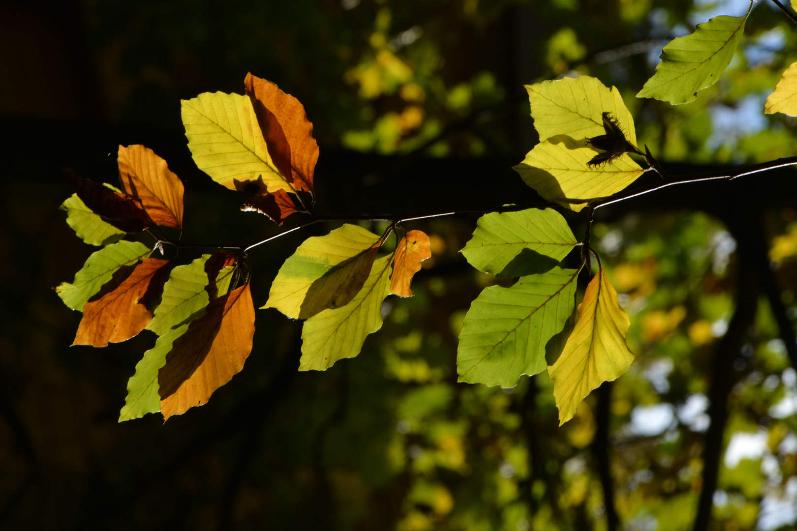 Goldener Herbst