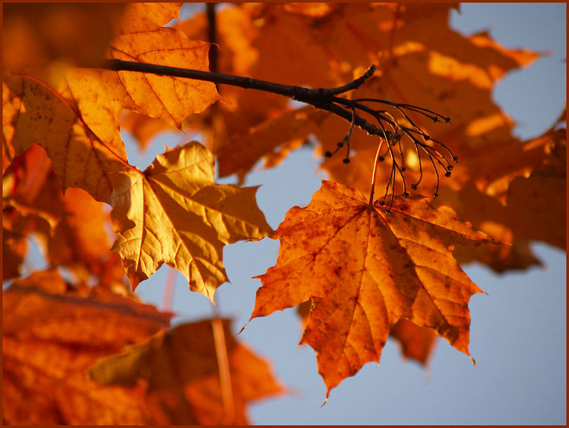 Goldener Herbst