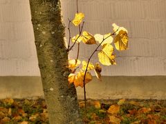 Goldener Herbst