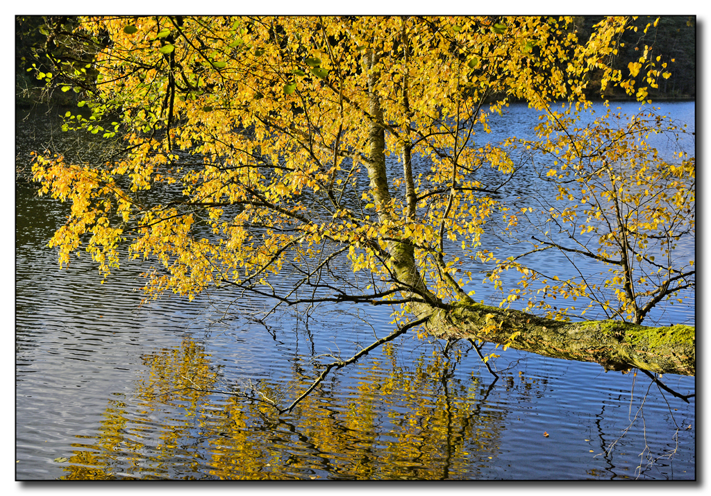 Goldener Herbst