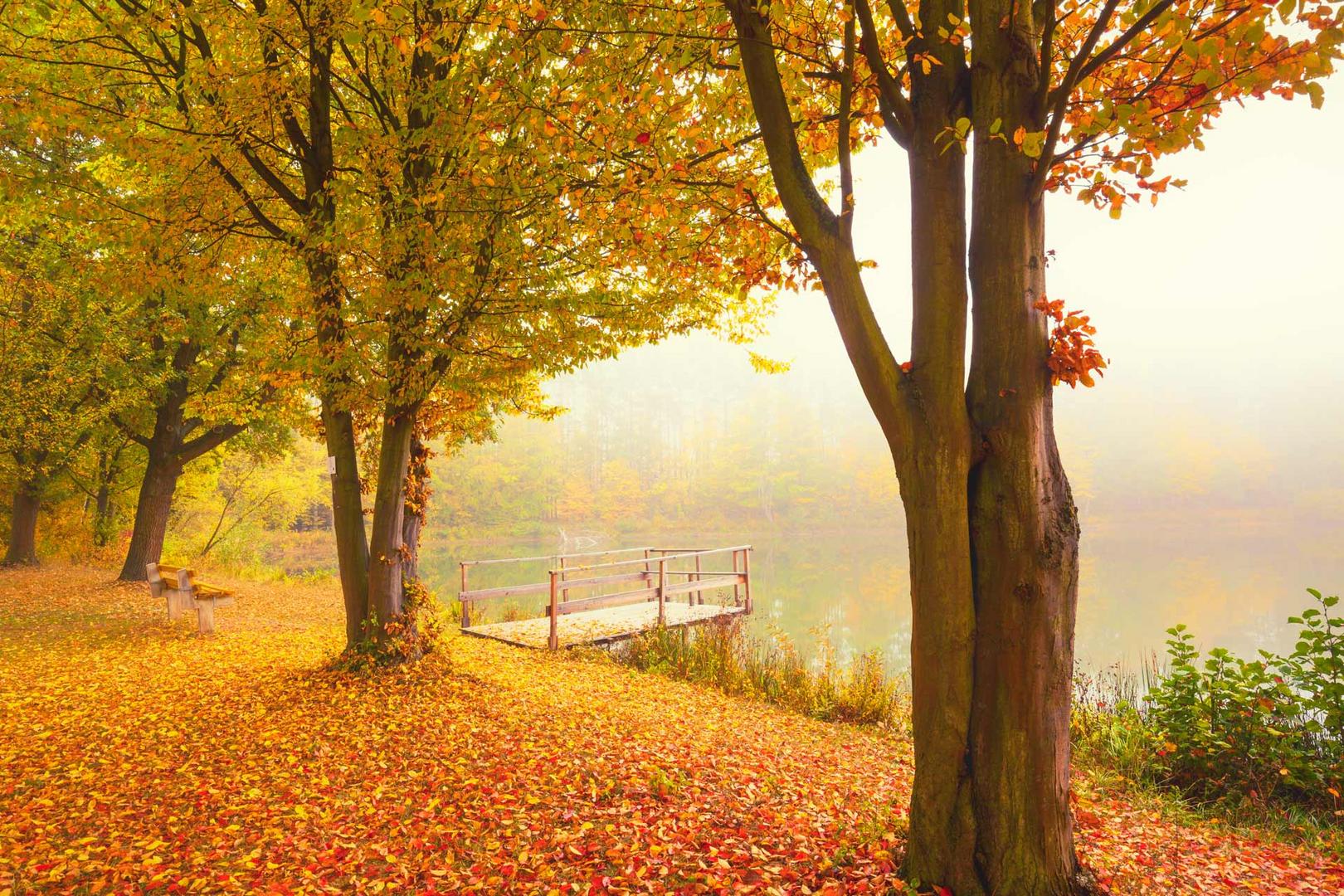 goldener Herbst Foto & Bild oktober, bäume, teich Bilder auf