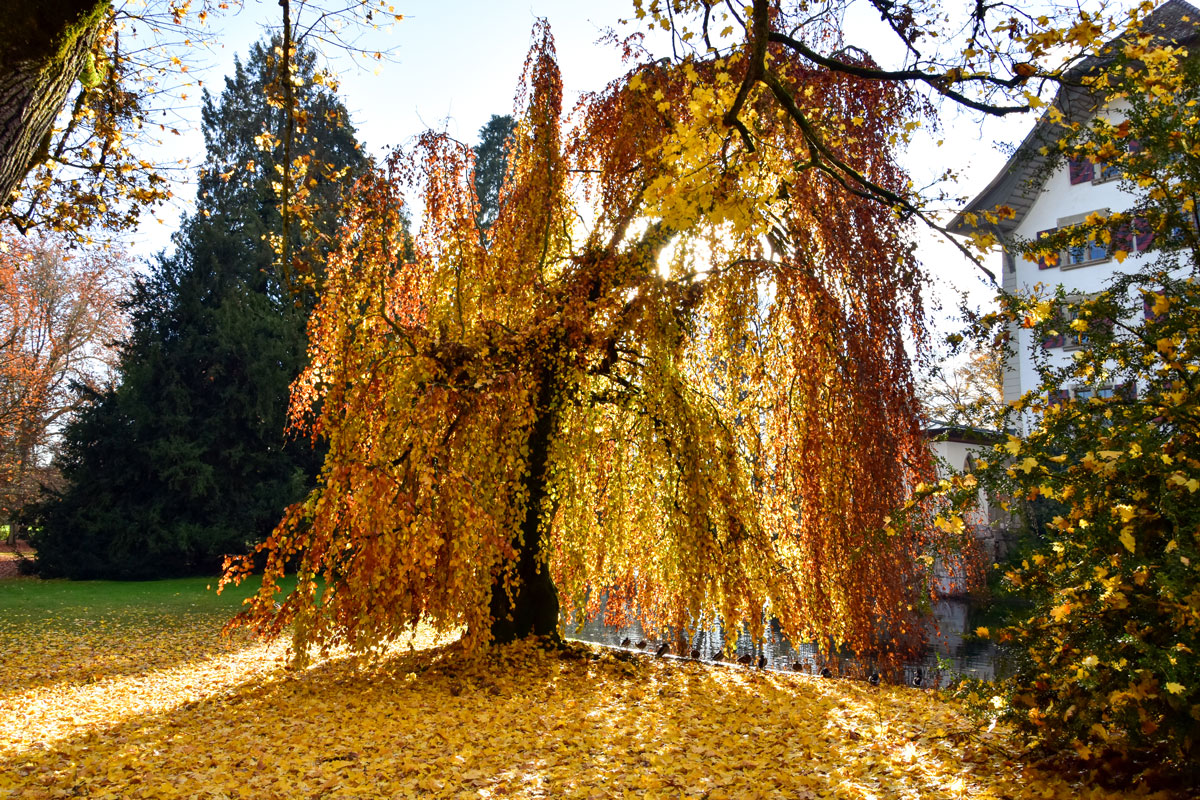 goldener Herbst