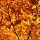 Goldener Herbst