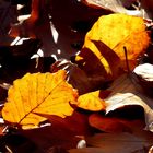 Goldener Herbst