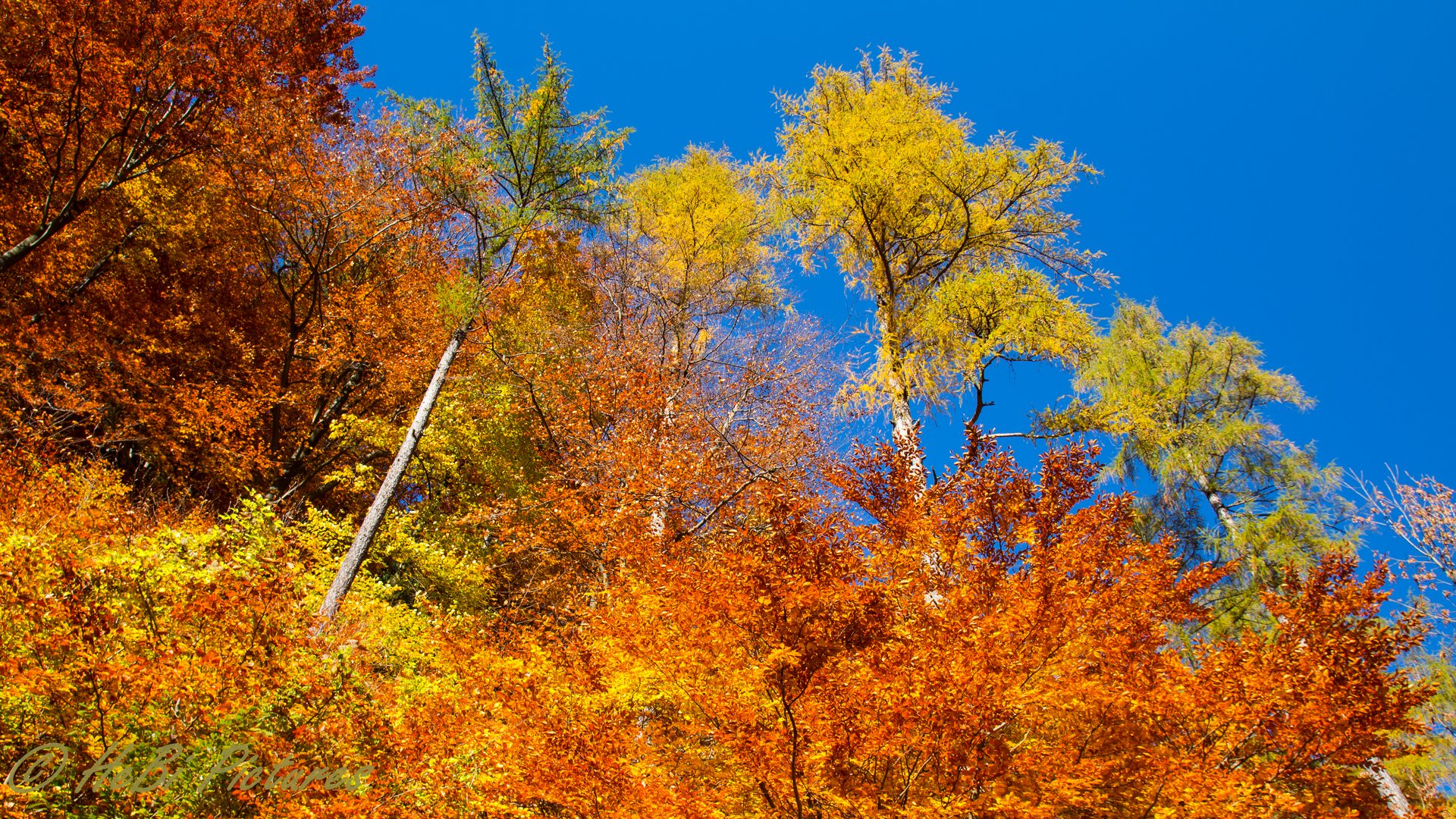 Goldener Herbst Foto Bild Jahreszeiten Herbst Natur Bilder Auf Fotocommunity