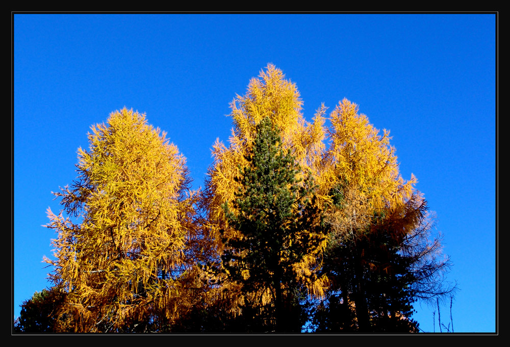 goldener Herbst