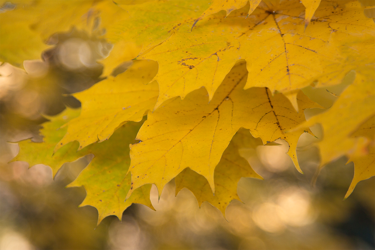 Goldener Herbst