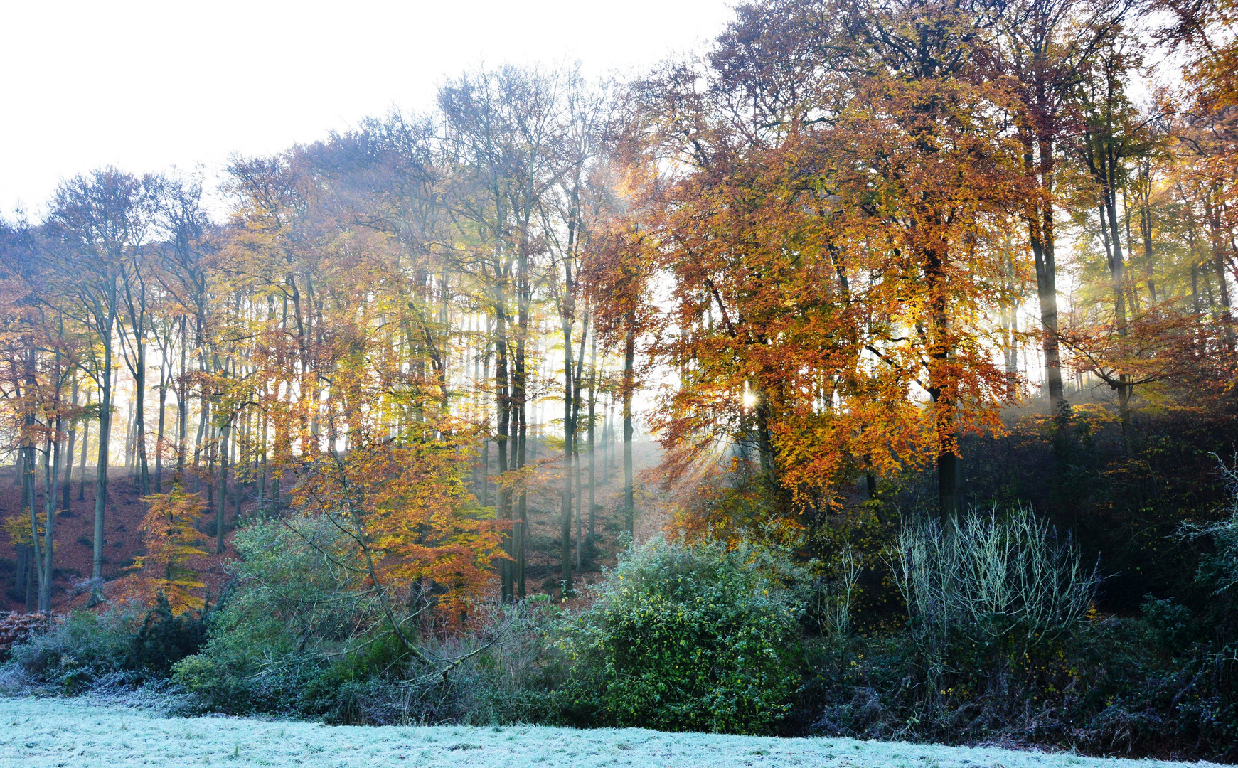 goldener Herbst / golden autumn